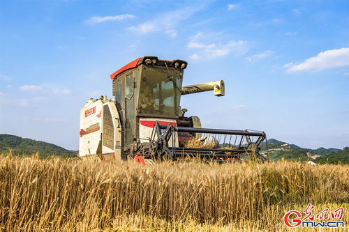 安徽 机械强农 力保小麦机收率稳定在99 以上
