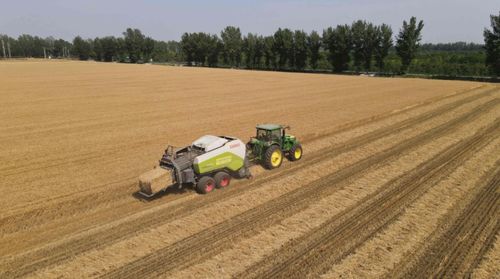 丰收啦 北京20余万亩小麦即将收获,99 以上秸秆再利用